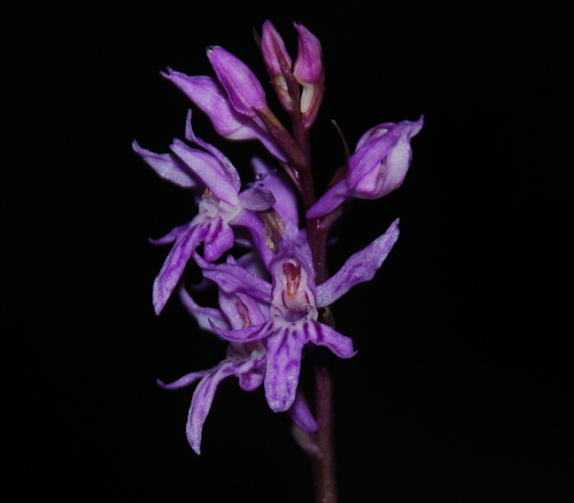 Dactylorhiza fuchsii